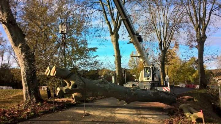 Abattage d'arbre Agen