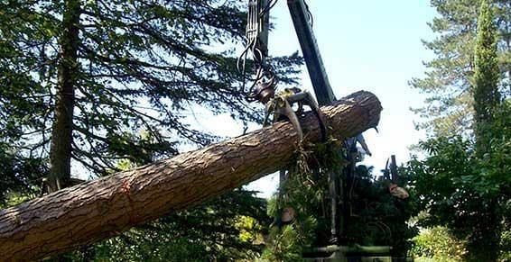 Travaux d'élagage Agen