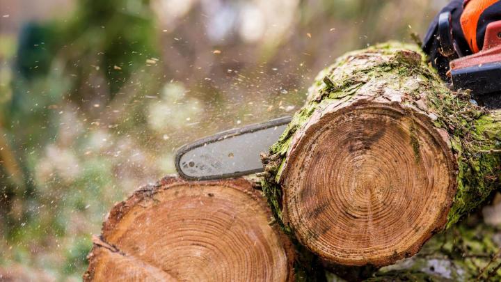 Abattage d'arbre Agen