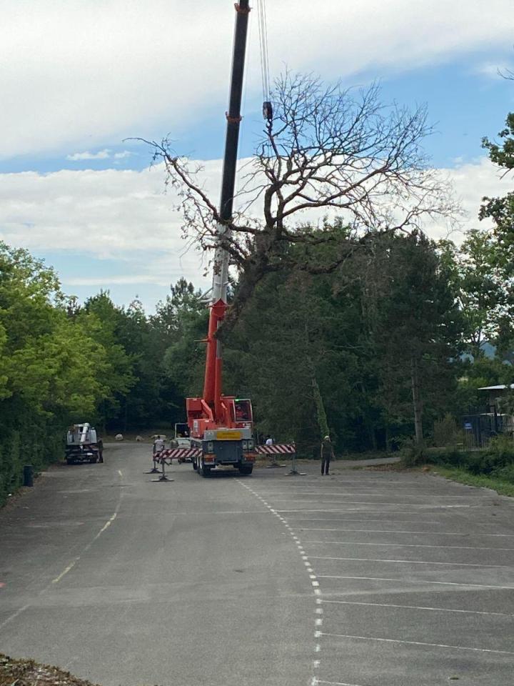Travaux d’abattage d'arbres Agen