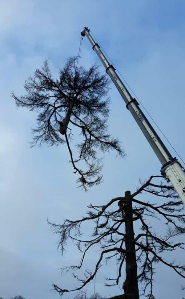 Travaux d'élagage Agen