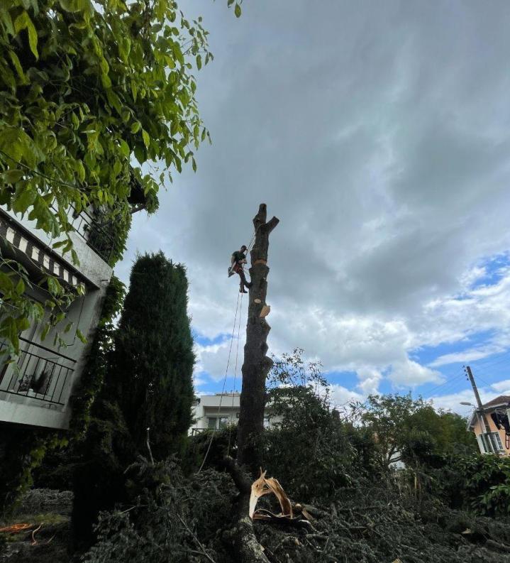 Abattage d'arbre Agen