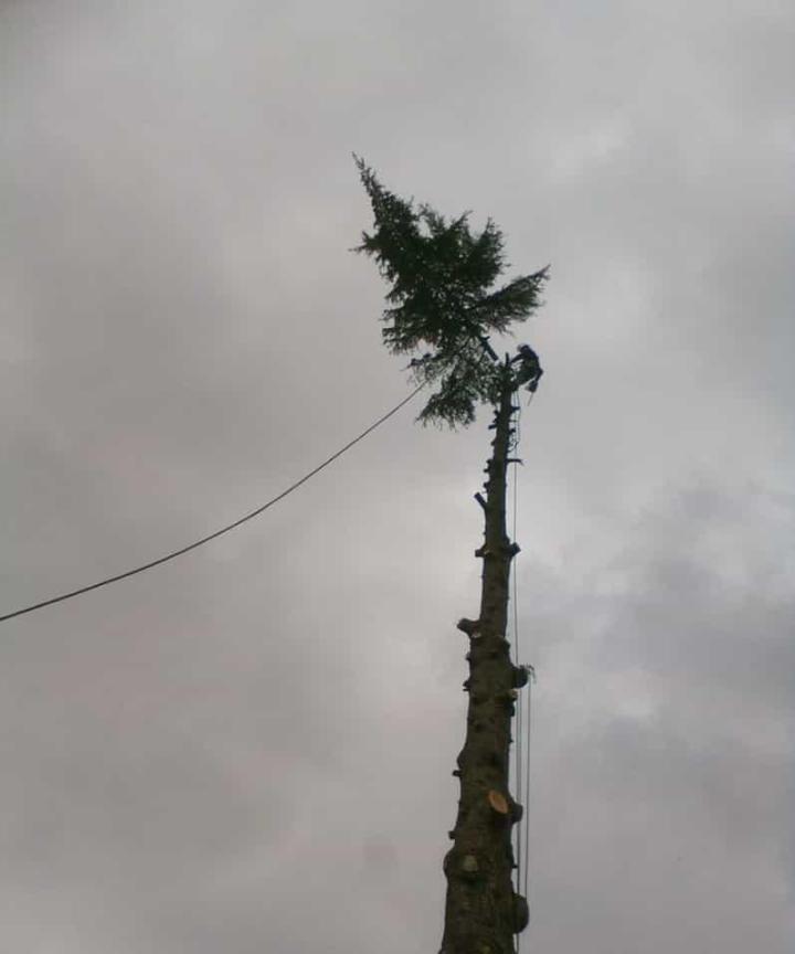 Abattage d'arbre Agen